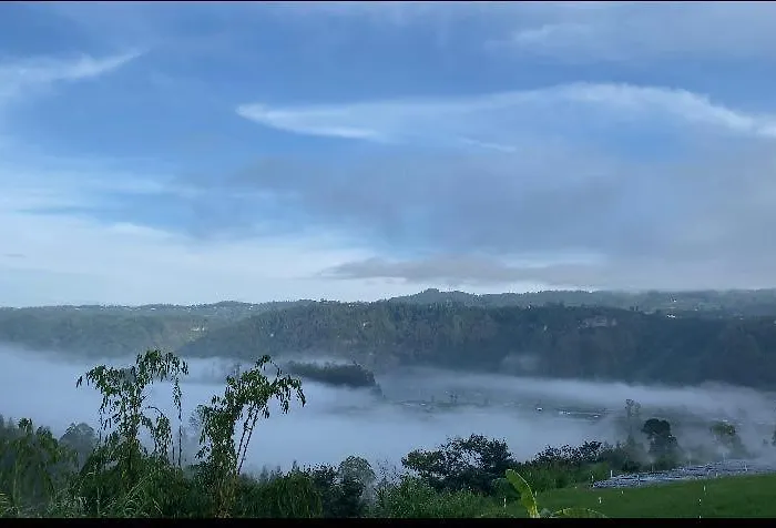 Lavanta Kintamani *